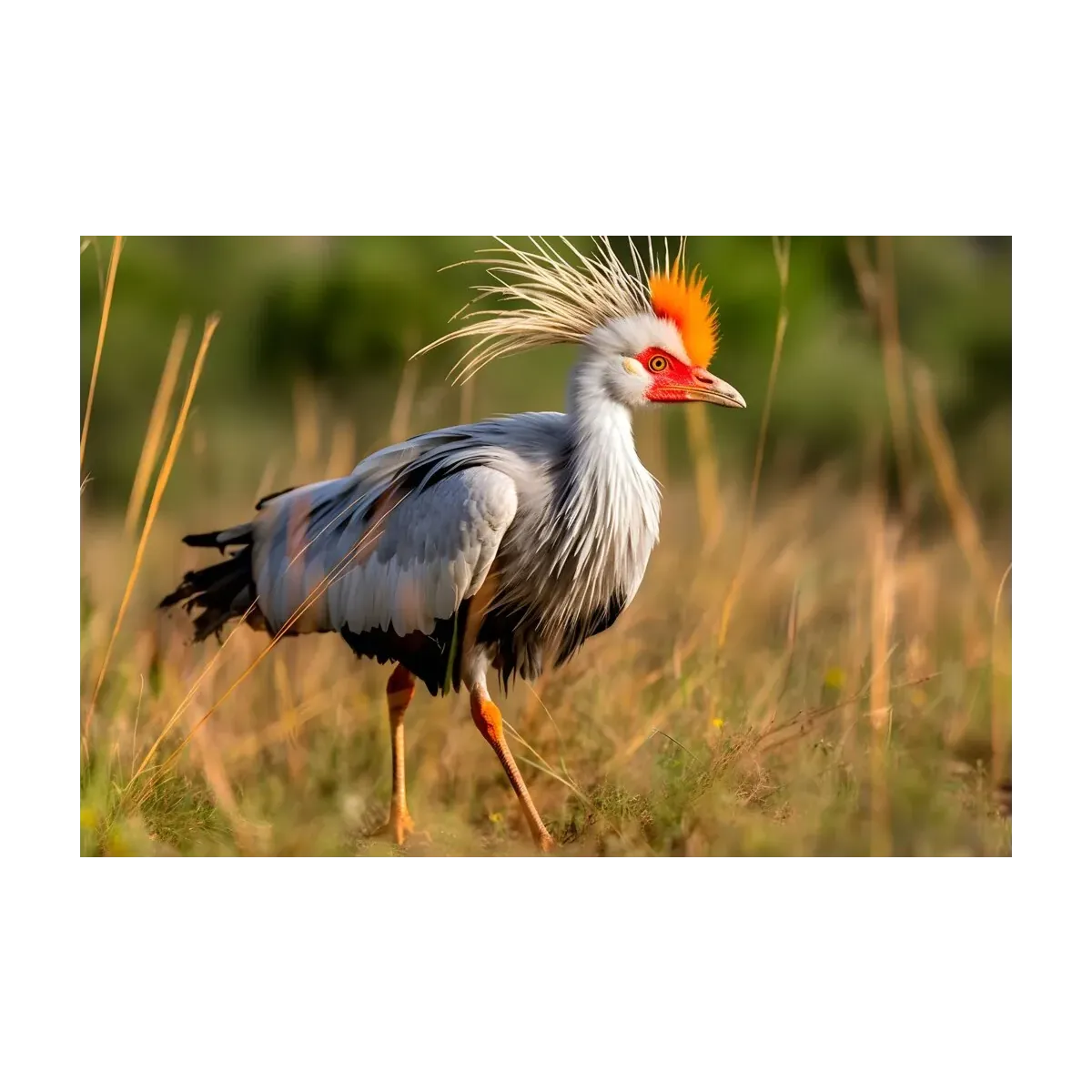 CARACARÁ II