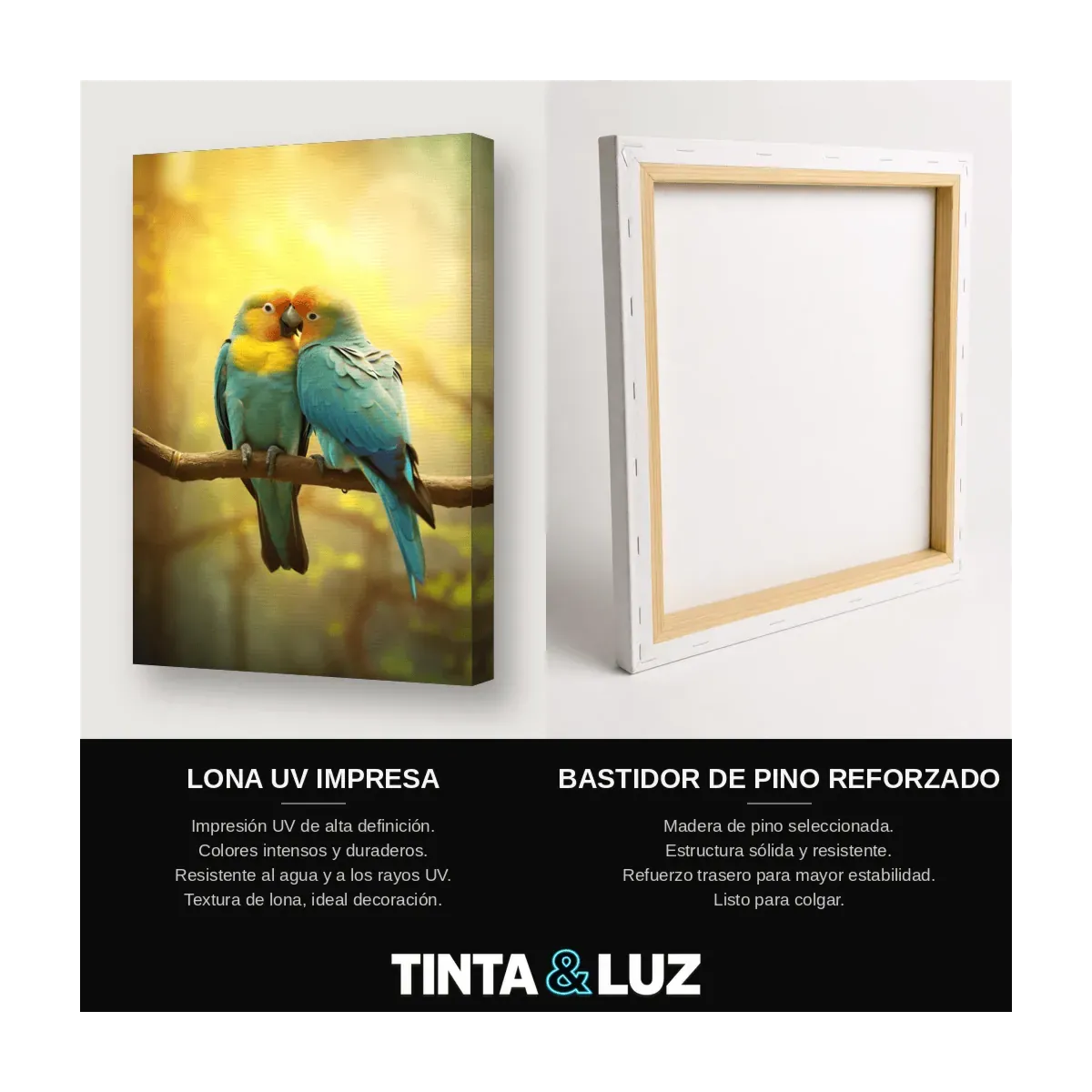 AVES COLORIDAS