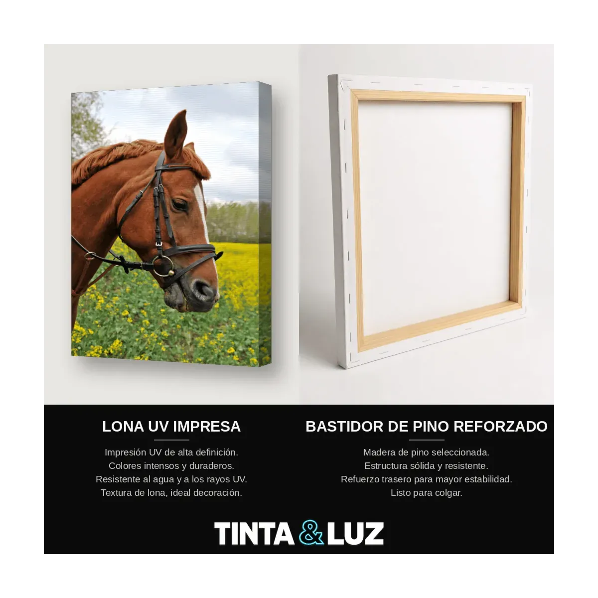 RETRATO EQUINO
