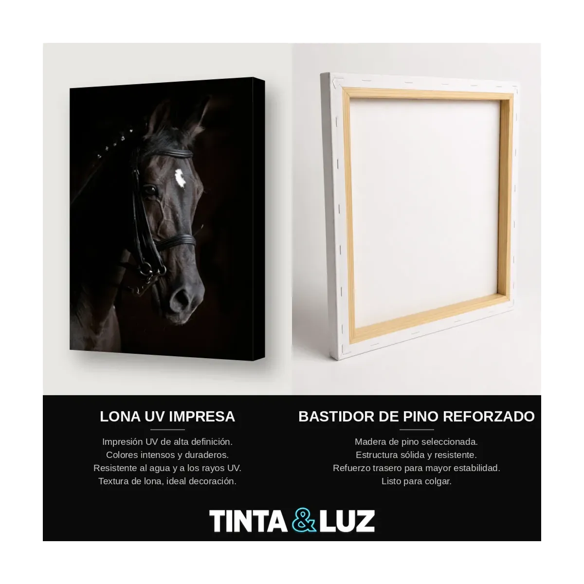CABALLO PURASANGRE