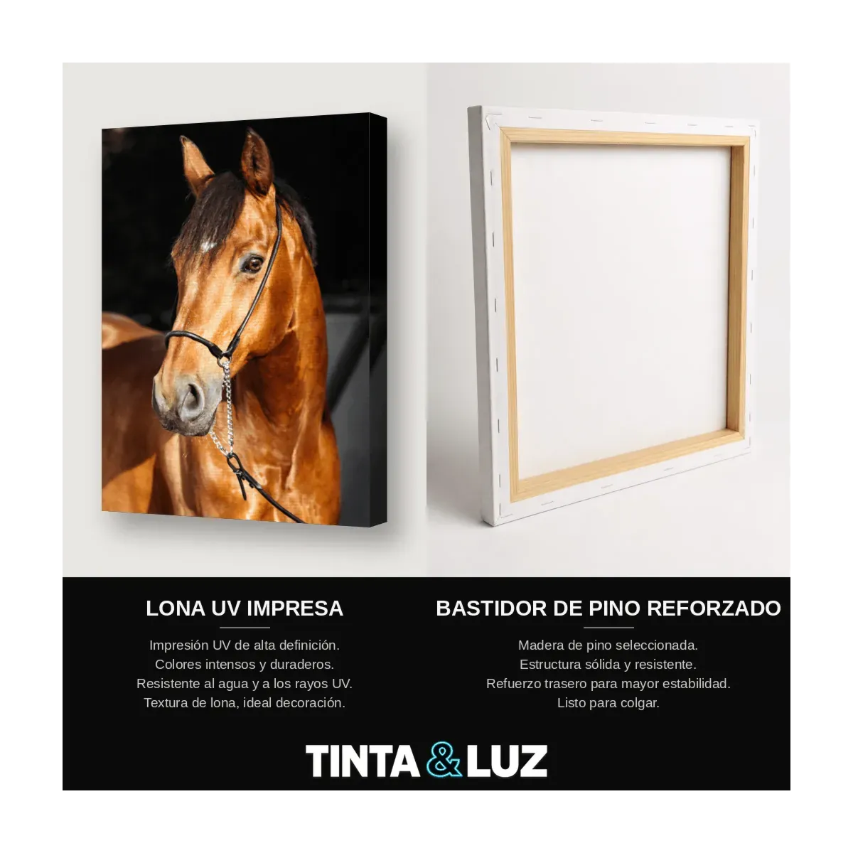 CABALLO RETRATO