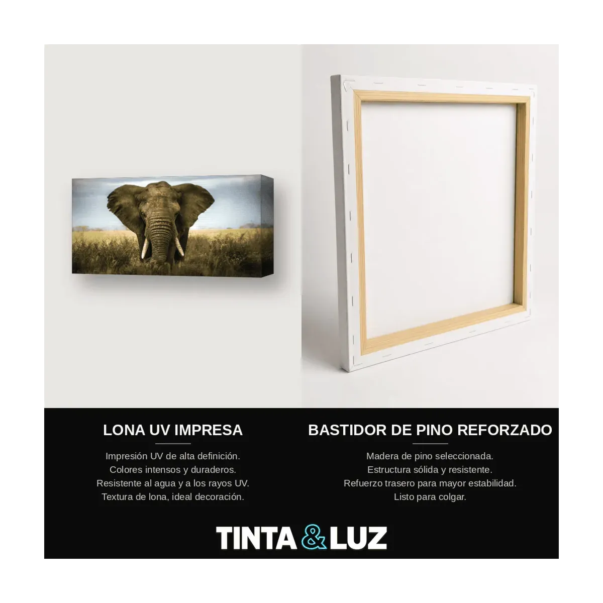 ELEFANTE FRONTAL II