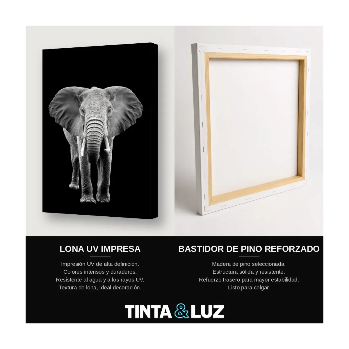 ELEFANTE FRONTAL III