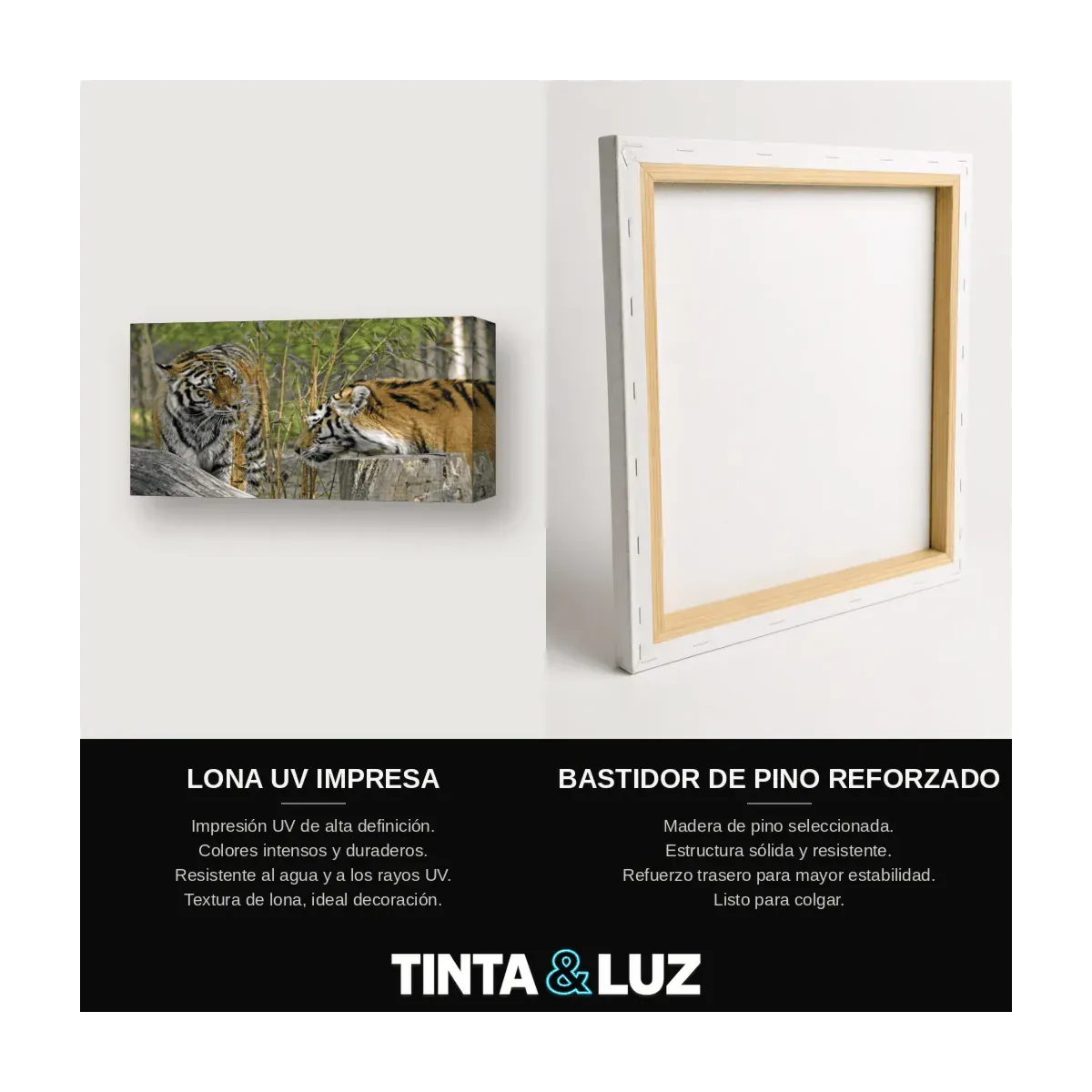TIGRE BLANCO RETRATO