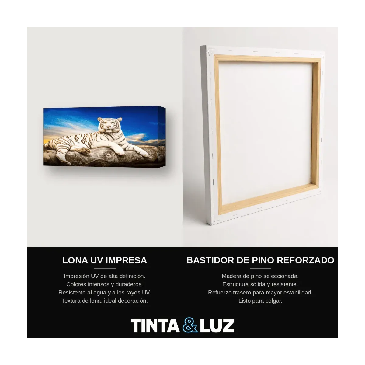 TIGRE BLANCO REPOSO