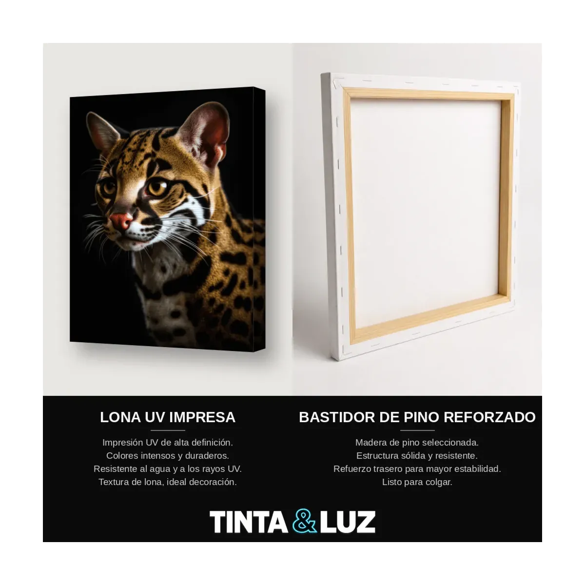 GATO OCICAT