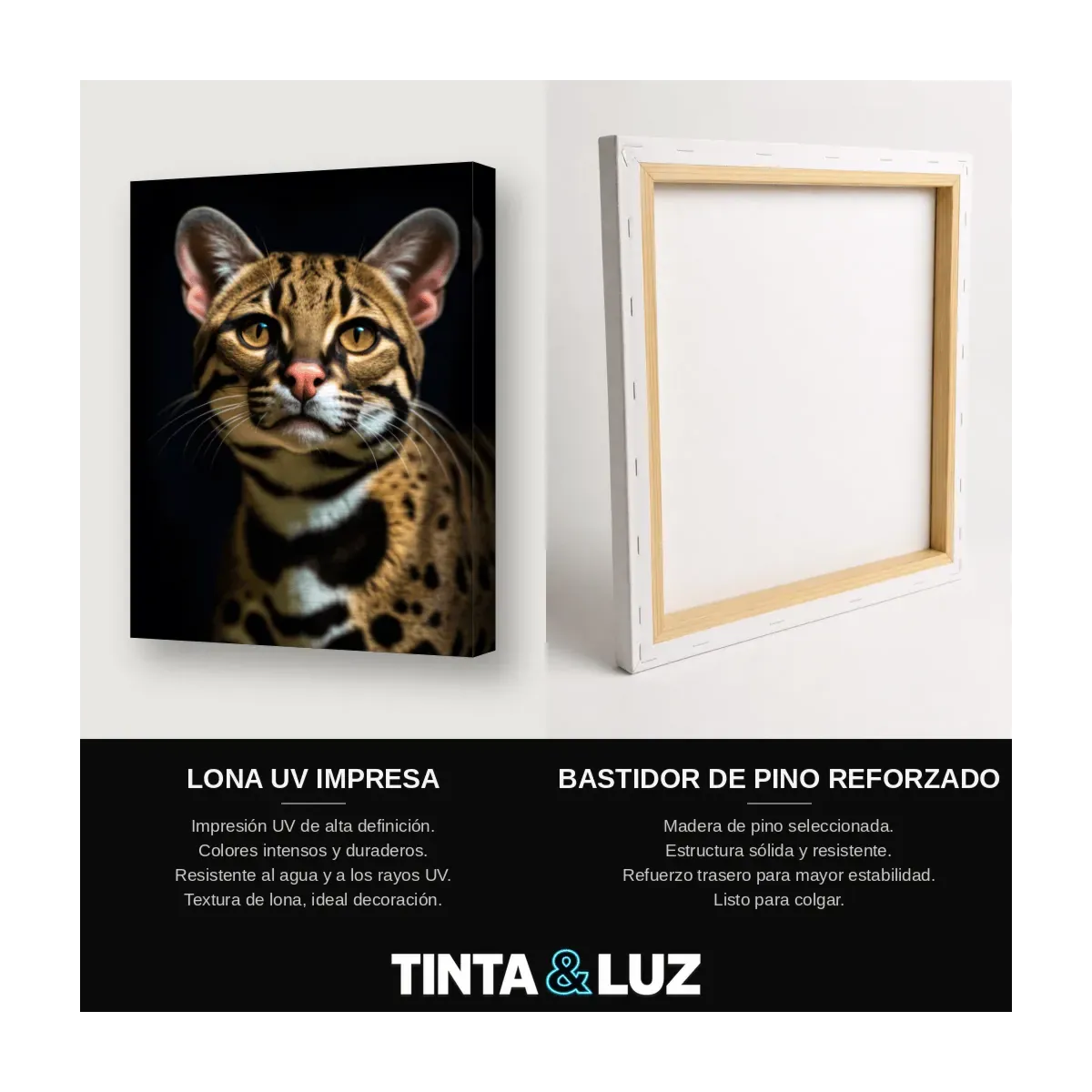 GATO BENGALÍ