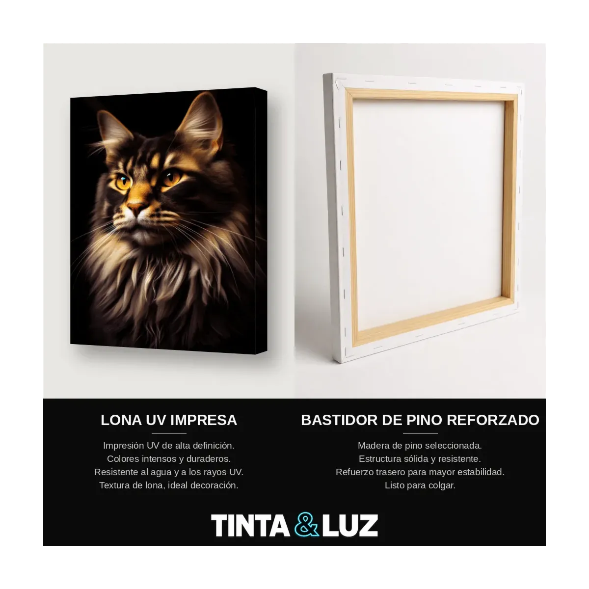GATO MAINE COON