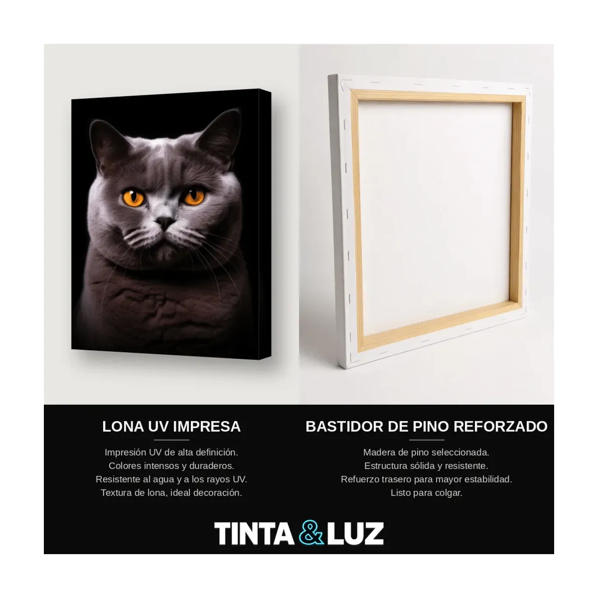 GATO BRITÁNICO GRIS