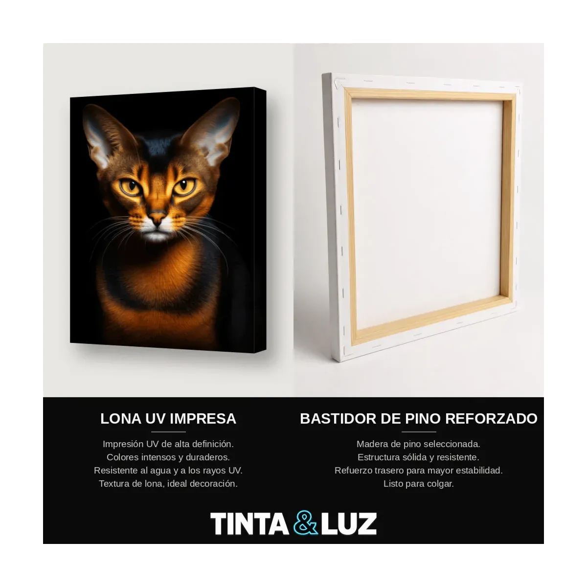 GATO ABISINIO