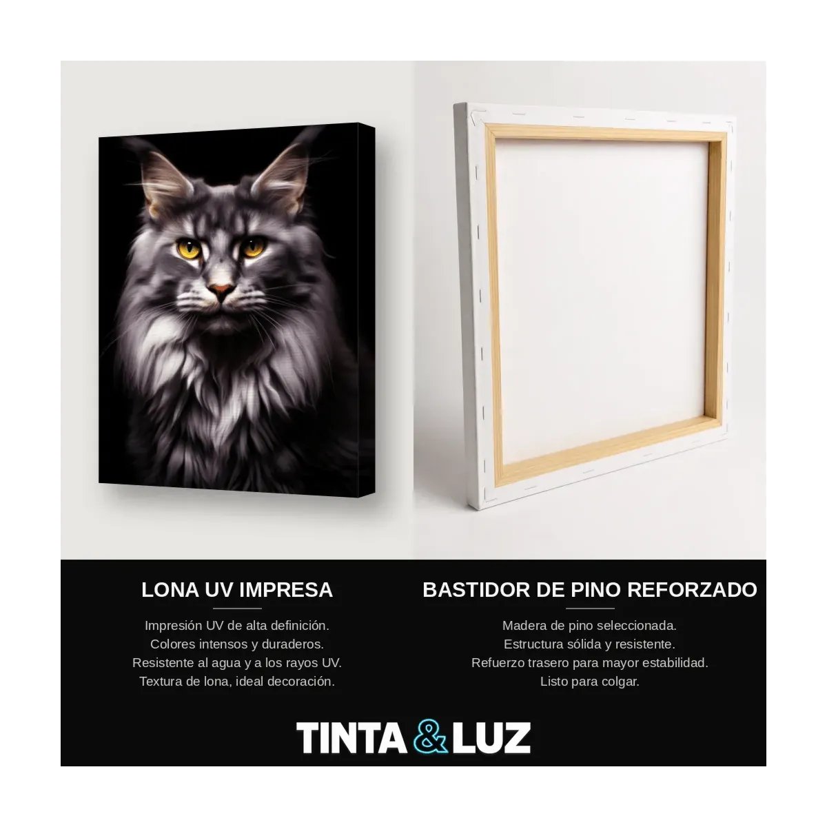 GATO MAINE COON GRIS