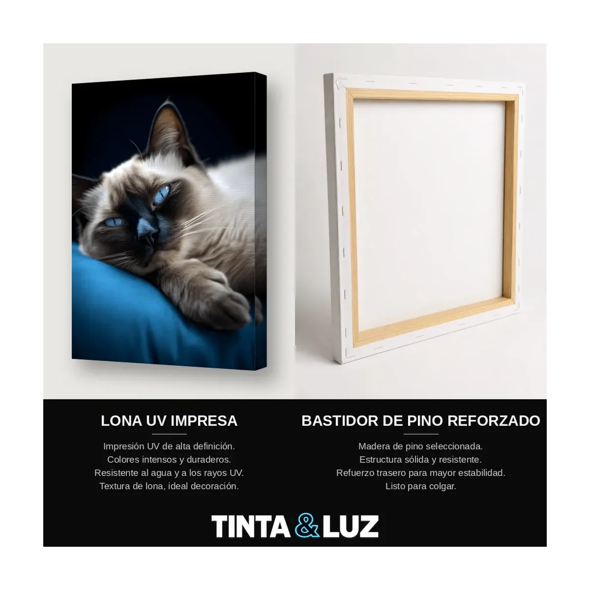 GATO AZUL RUSO