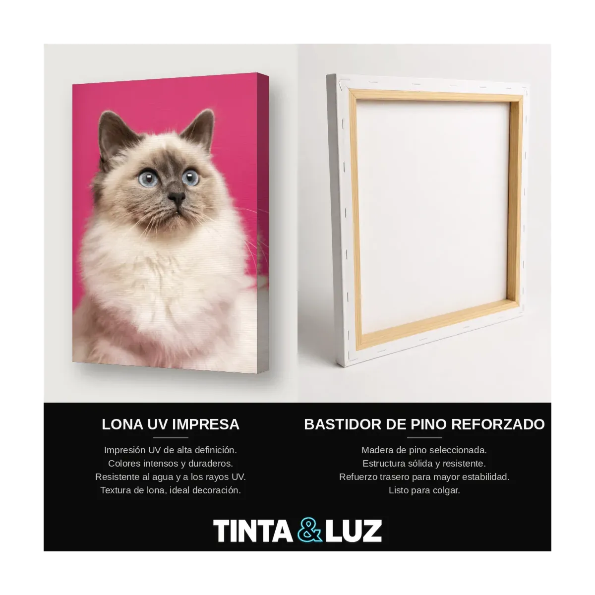GATO RAGDOLL