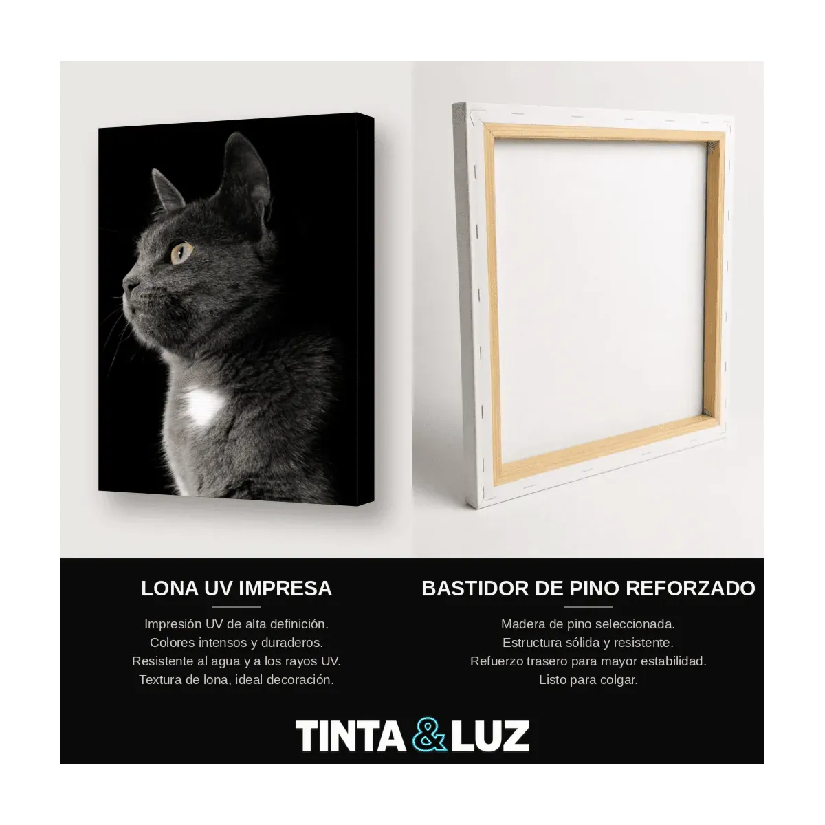 GATO ATIGRADO MIRADA