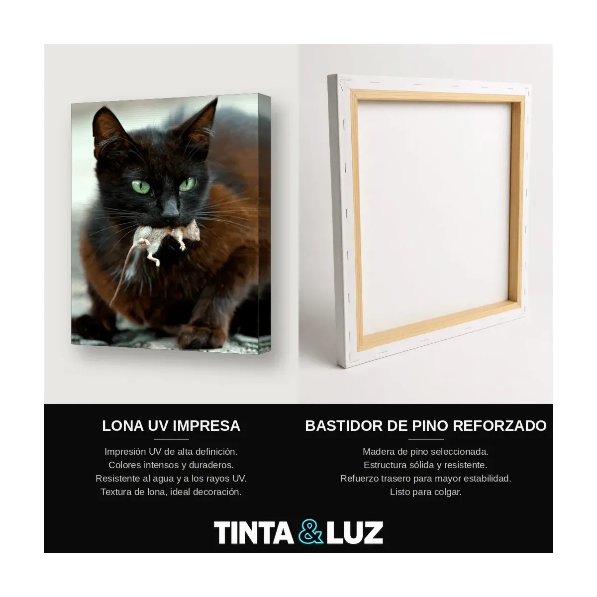 GATO ATIGRADO ESBELTO