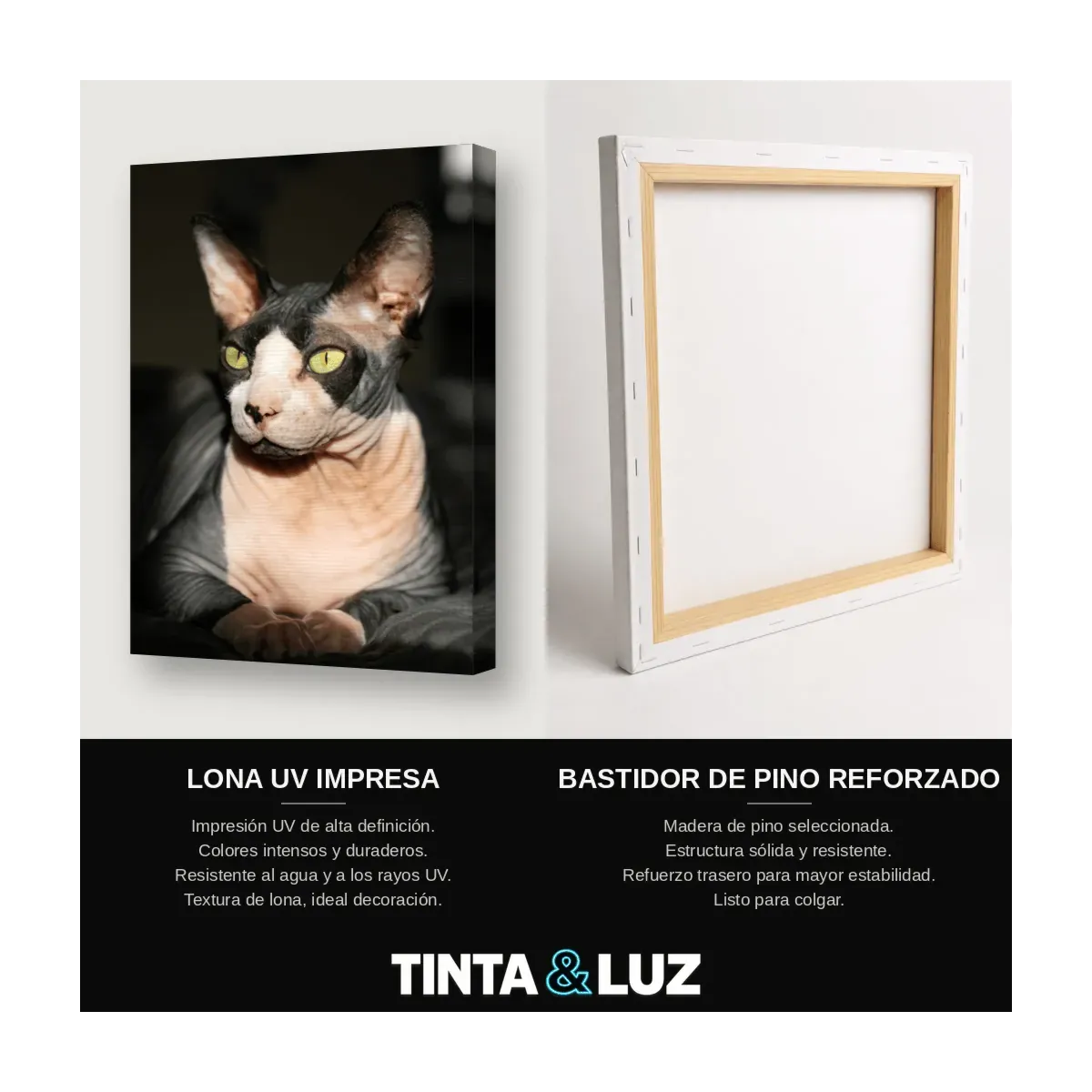 GATO Y CALABAZAS