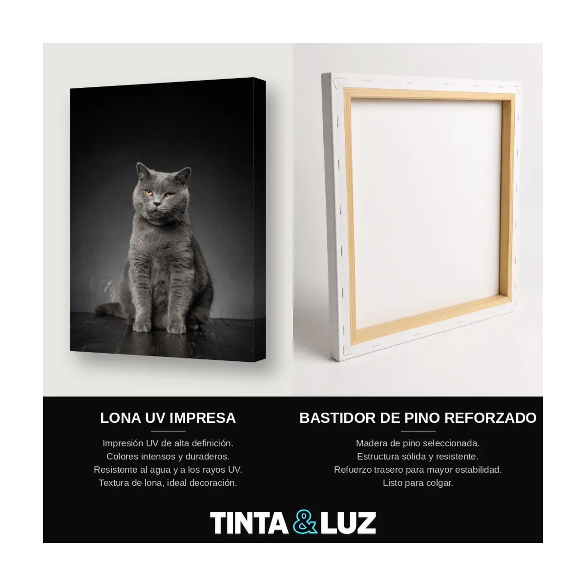 GATO PERSA NARANJA