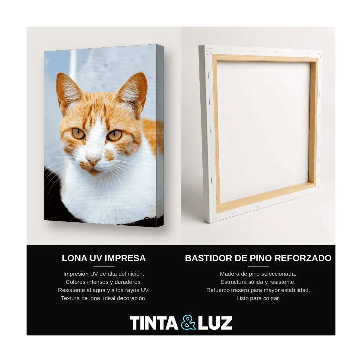 GATO BENGALÍ III