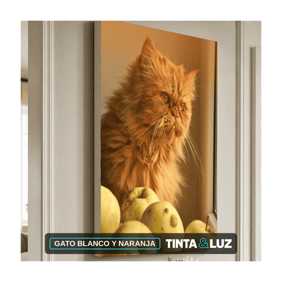 GATO BLANCO Y NARANJA