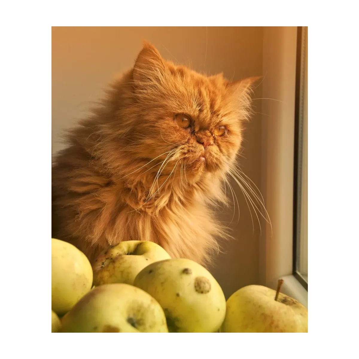 GATO BLANCO Y NARANJA