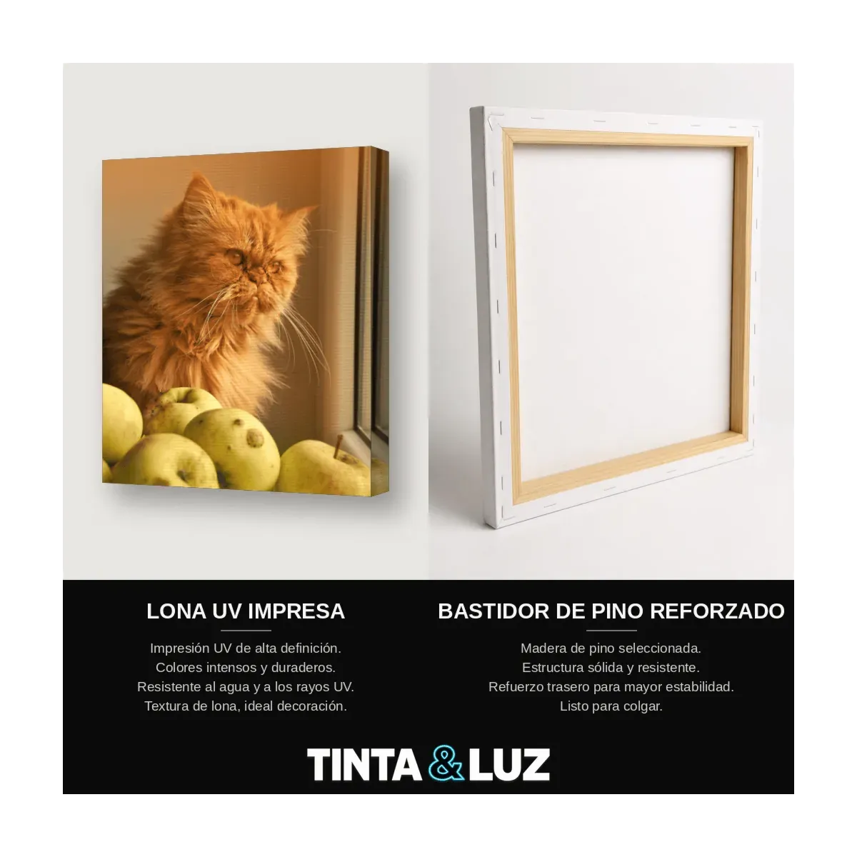GATO BLANCO Y NARANJA