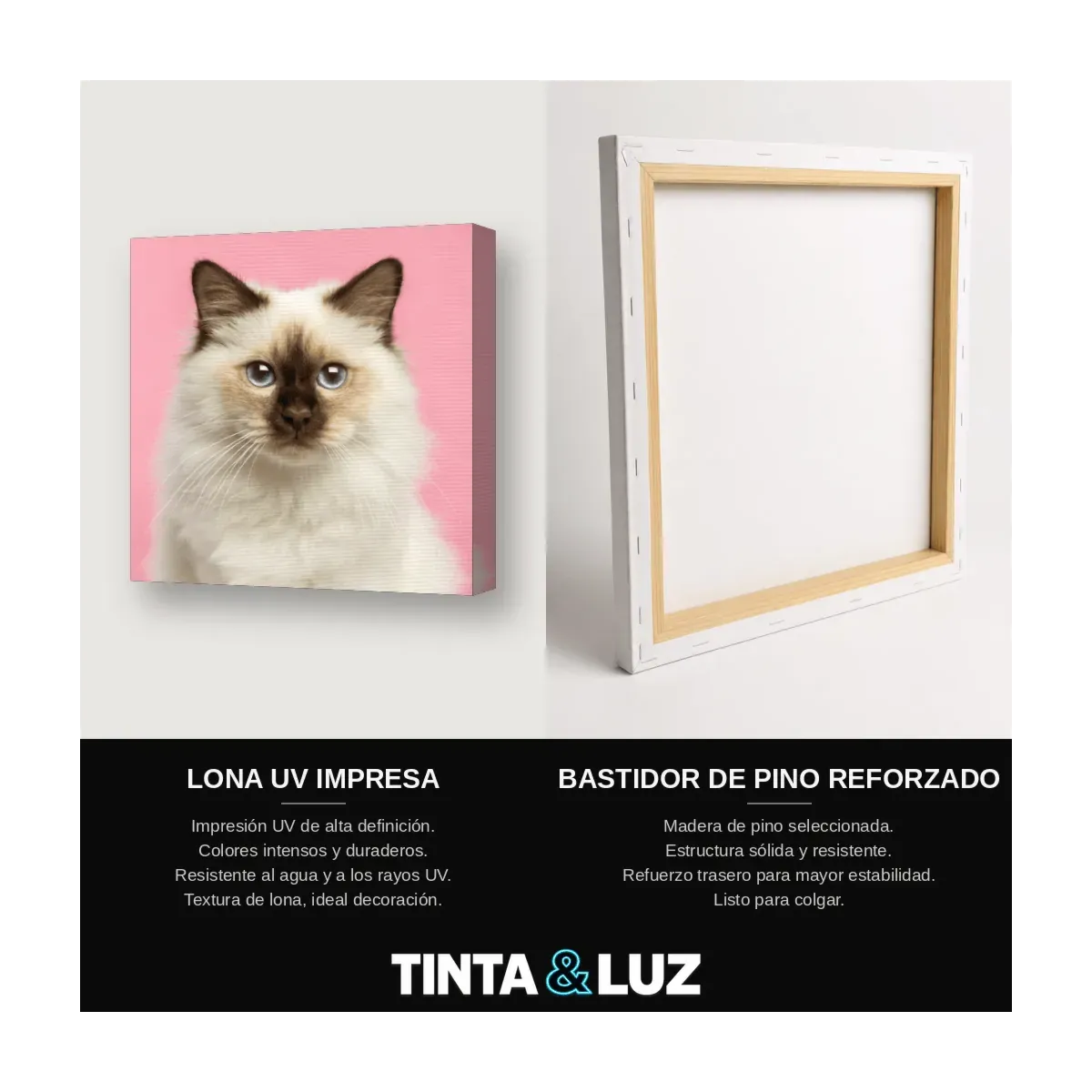 GATO ATIGRADO RETRATO