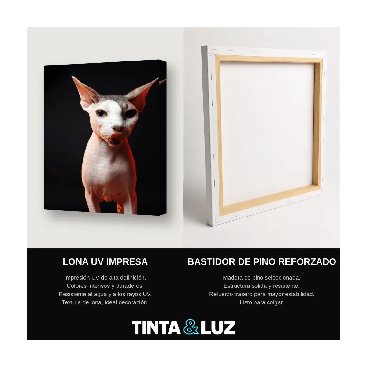 GATO NEGRO Y BLANCO IV