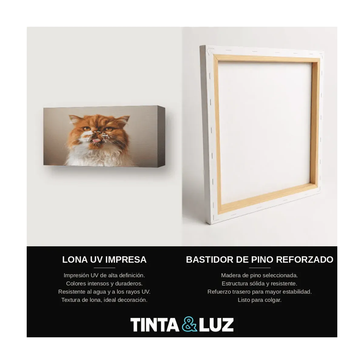 GATITO ESPONJOSO II