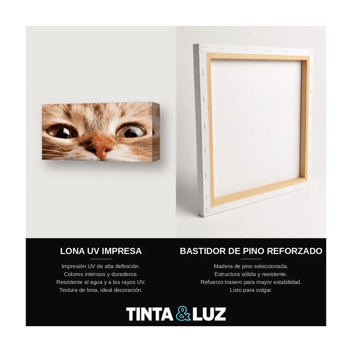 GATO PERSA BLANCO II