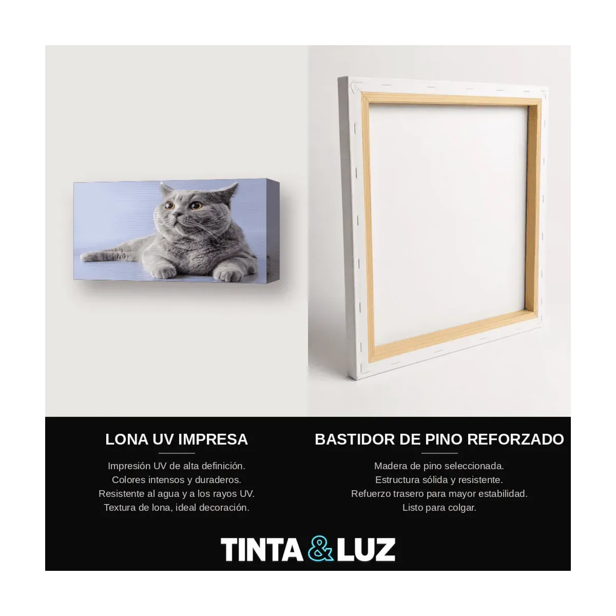 GATO BENGALÍ IV