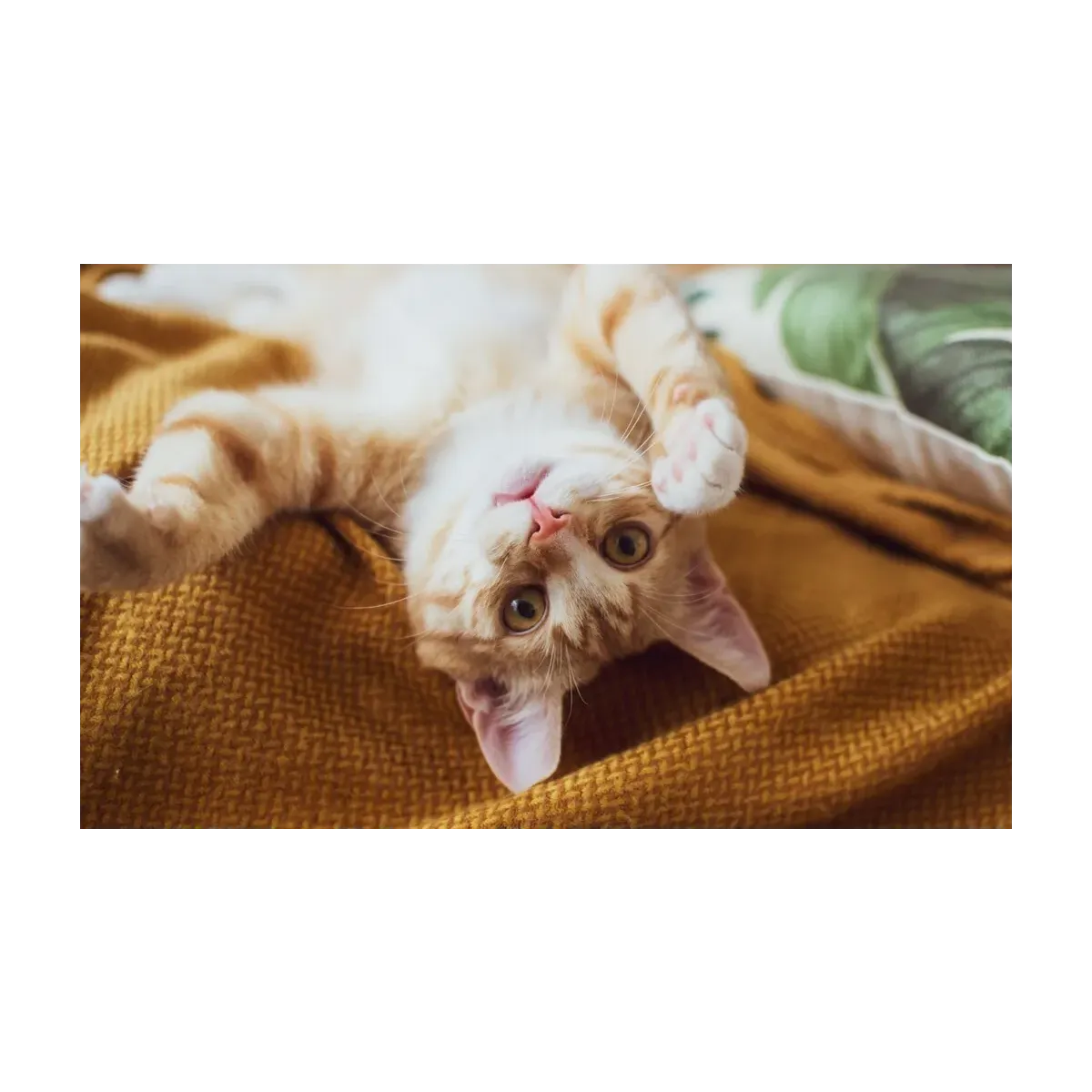 GATITO ATIGRADO III