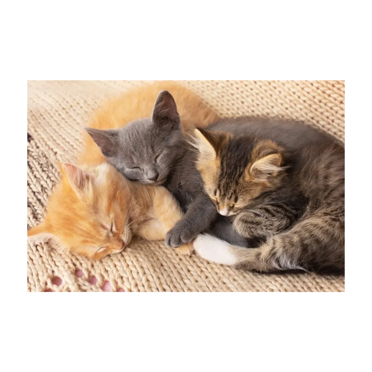 GATITOS JUGANDO