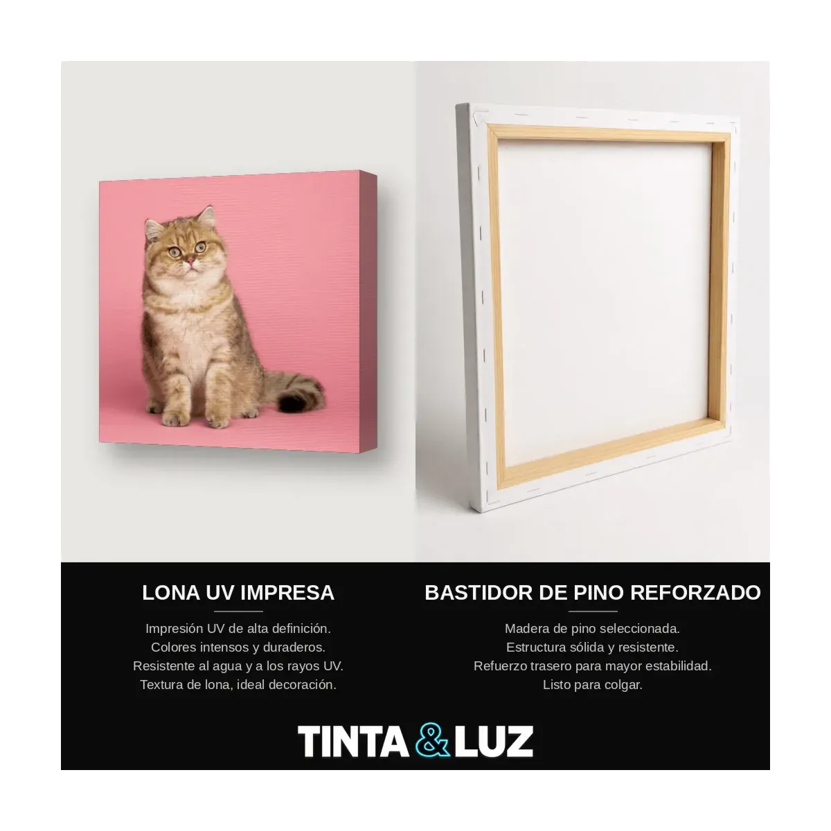 GATO ATIGRADO SENTADO