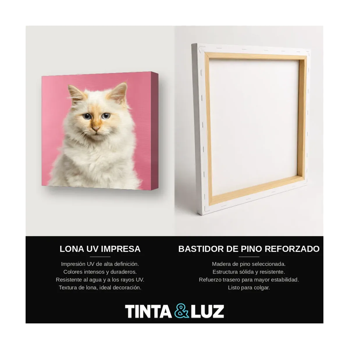 GATO BLANCO FONDO ROSA