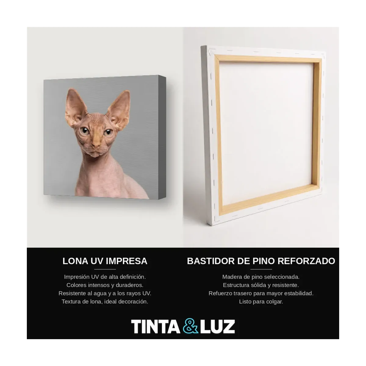 GATO ESFINGE