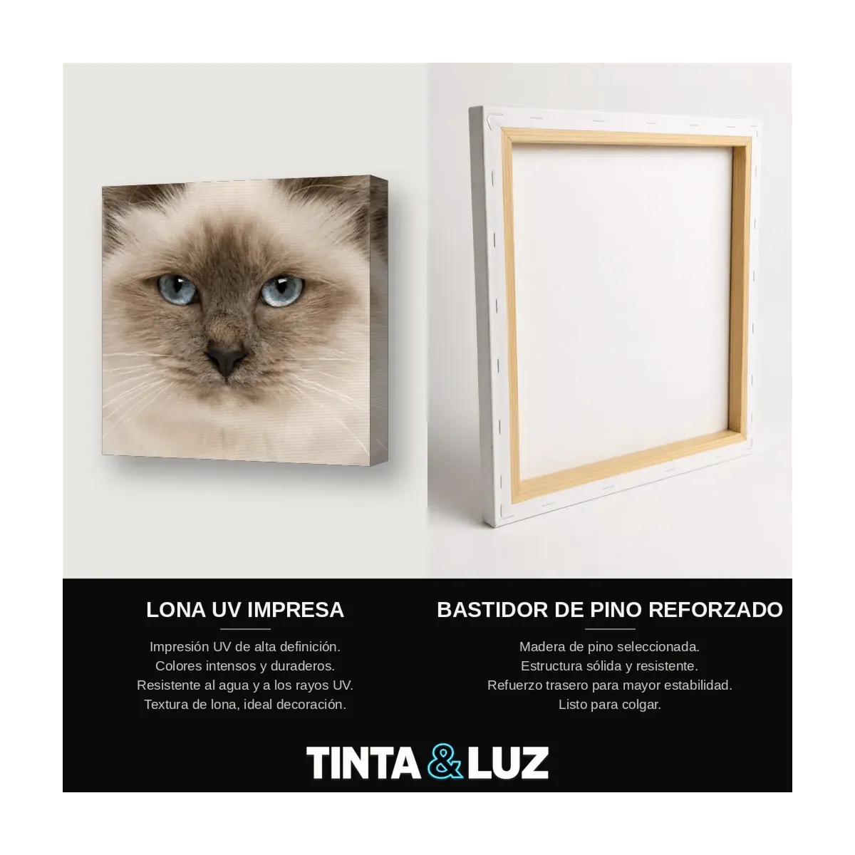 GATO SIAMÉS OJOS AZULES