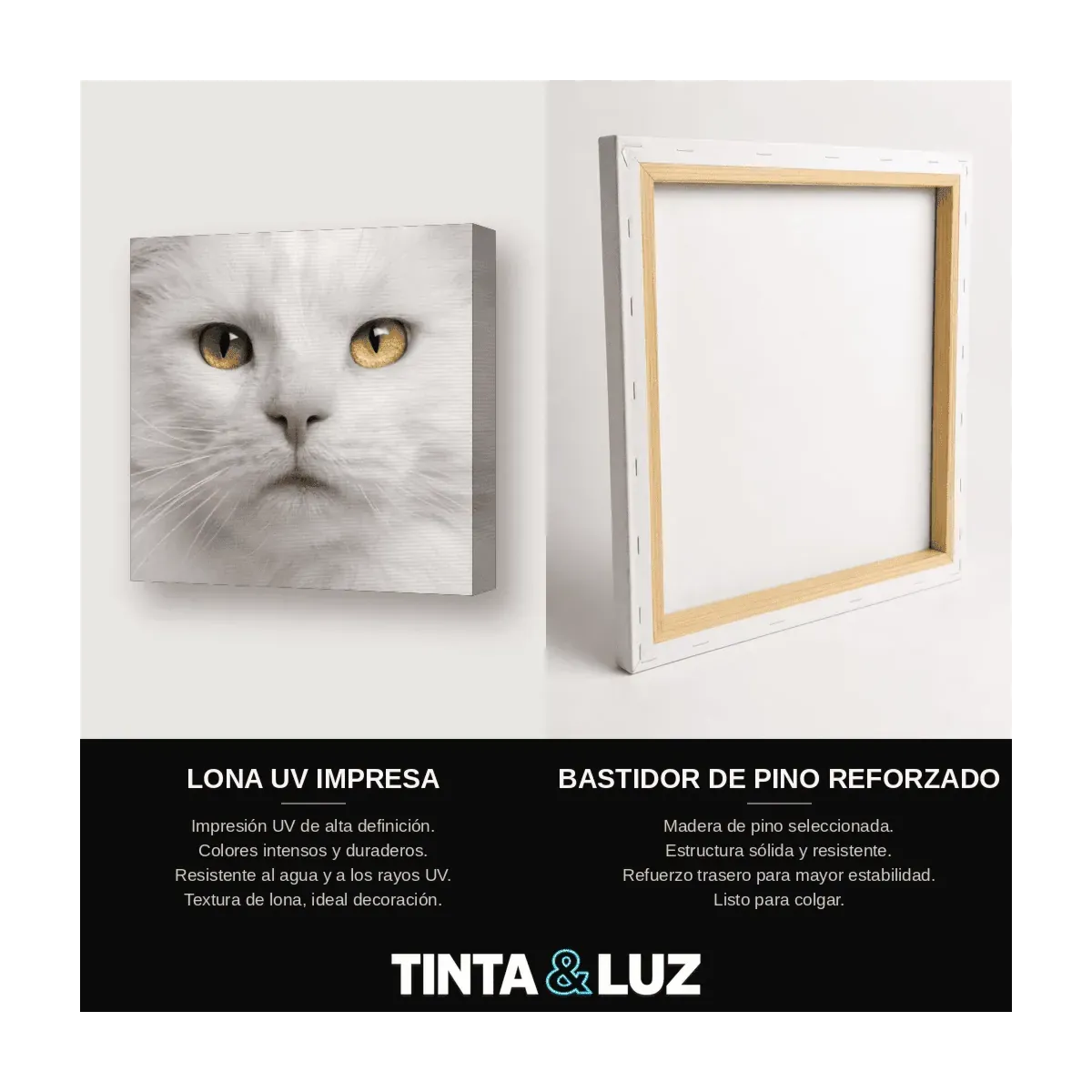 GATO BLANCO RETRATO