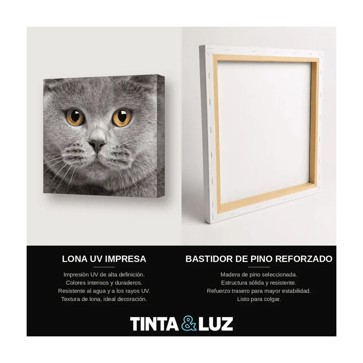 GATO AZUL RUSO