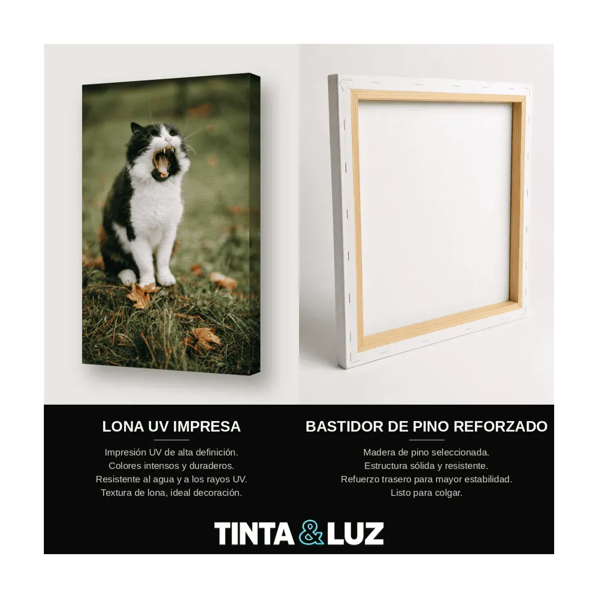 GATO BLANCO Y NEGRO II