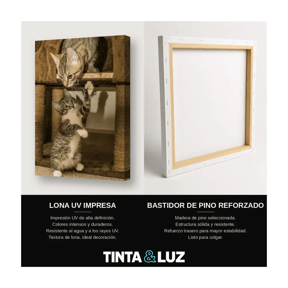 GATITOS EN EL ESTANTE