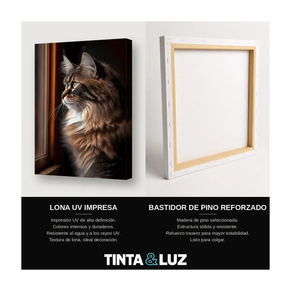 GATO MAINE COON III