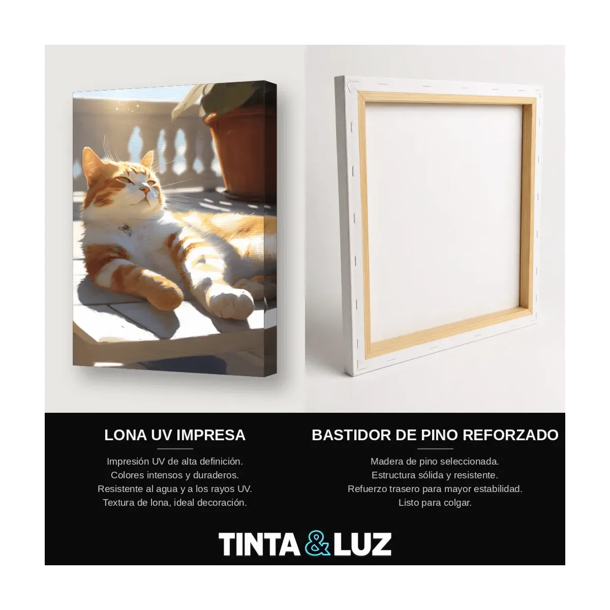 GATO NARANJA RETRATO