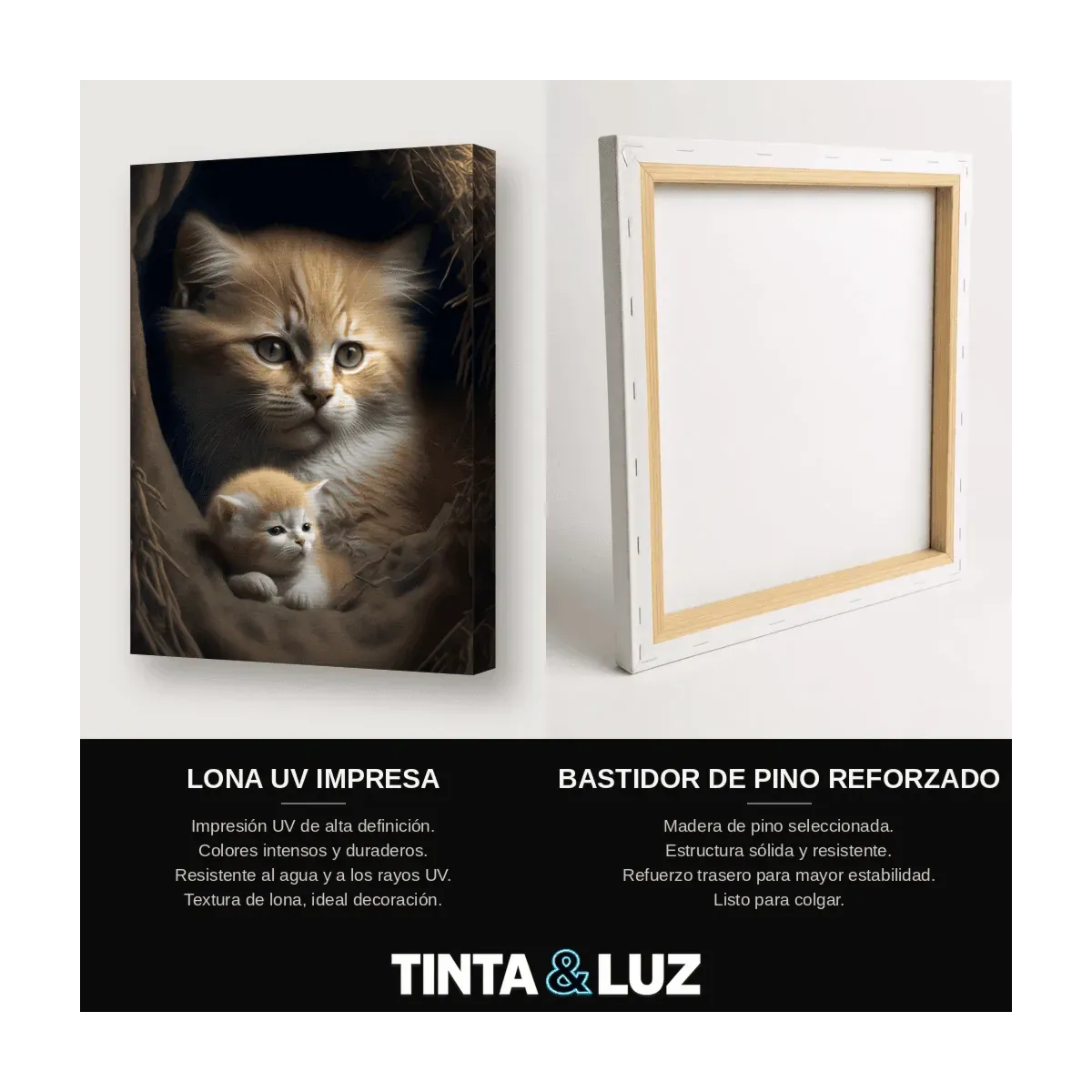 GATITO DE LEÓN