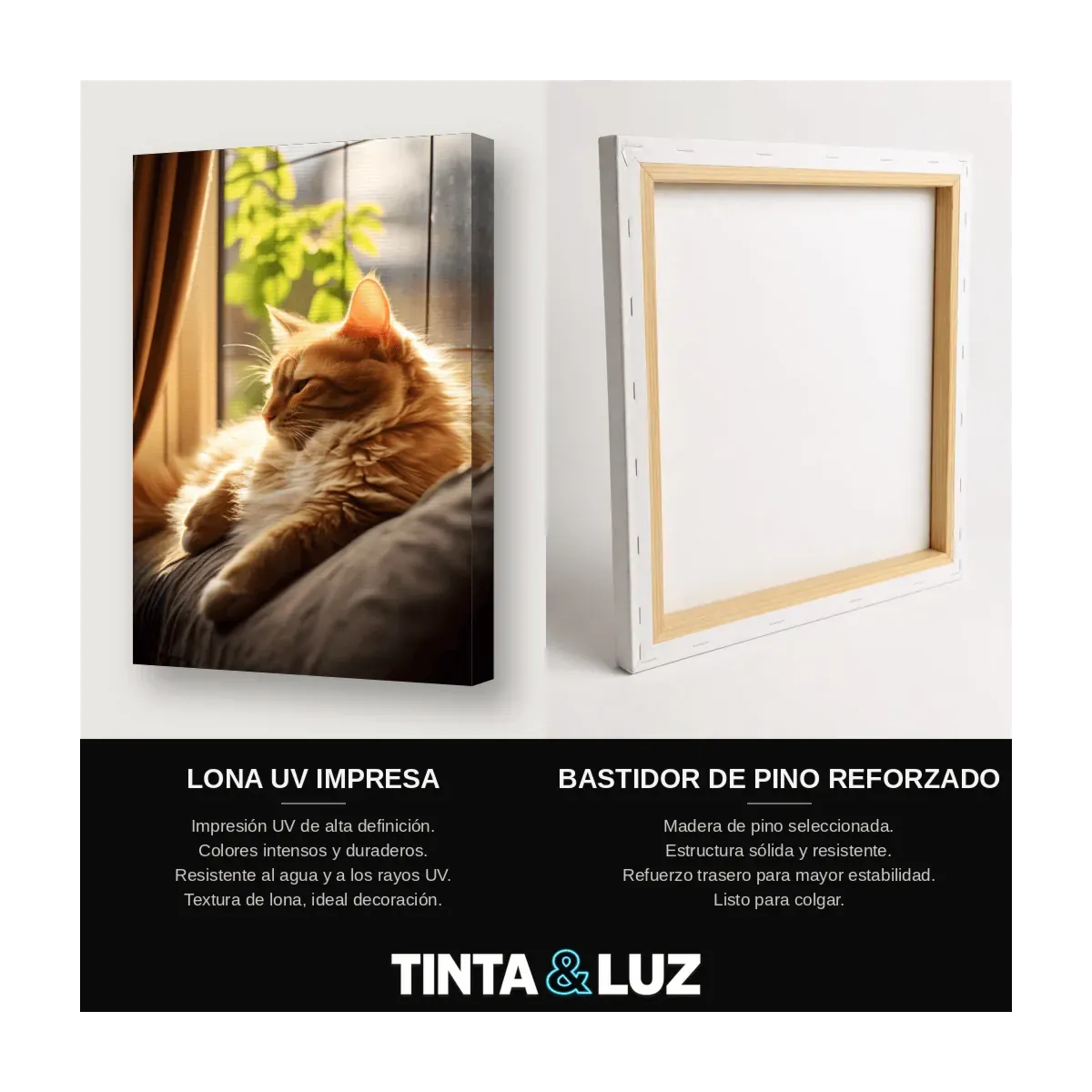GATO EN LA VENTANA