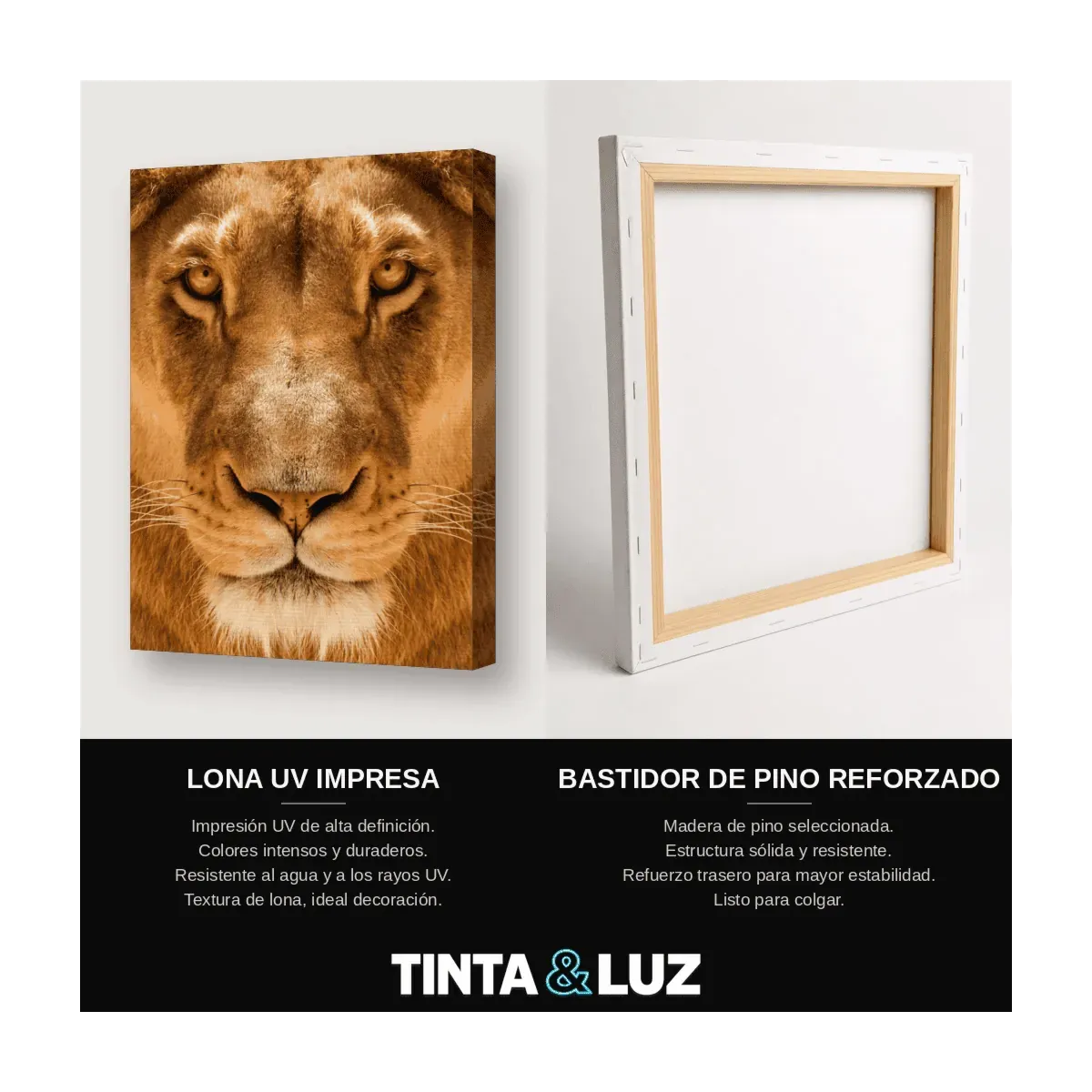 LEÓN FRONTAL