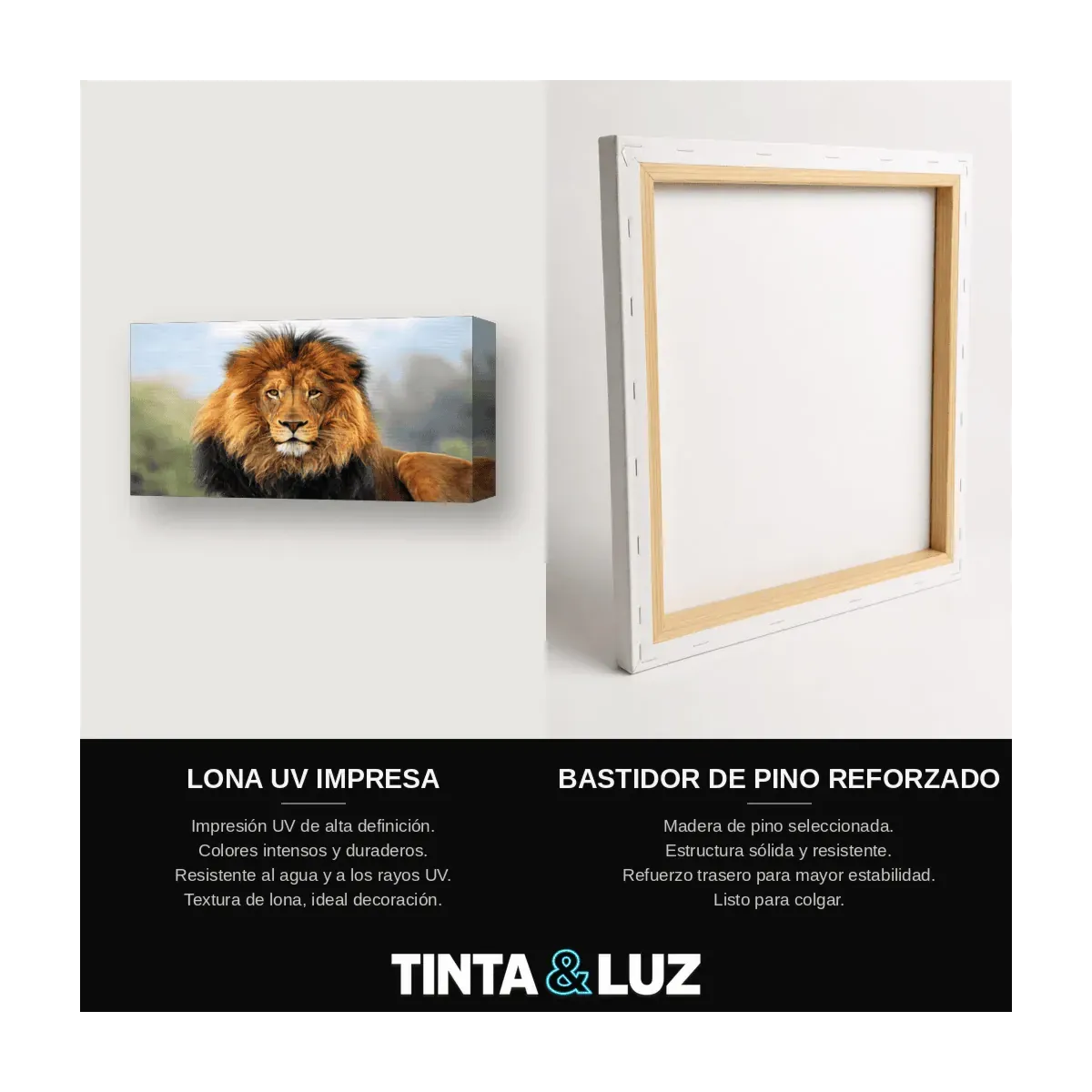 LEÓN EN LA SABANA