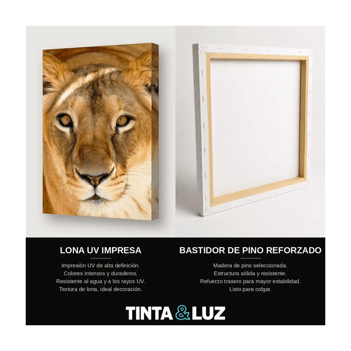LEÓN FRONTAL II