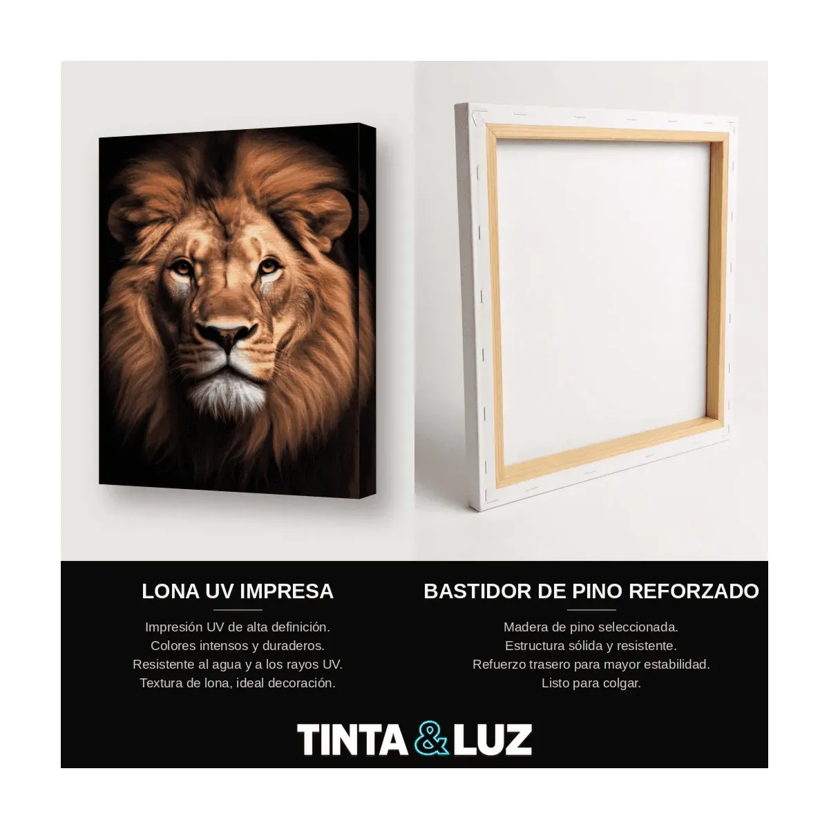 LEÓN MAJESTUOSO V