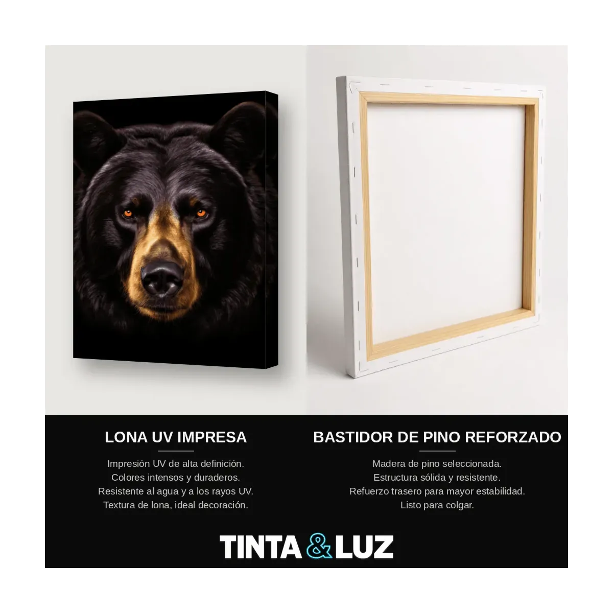 OSO PARDO FRONTAL