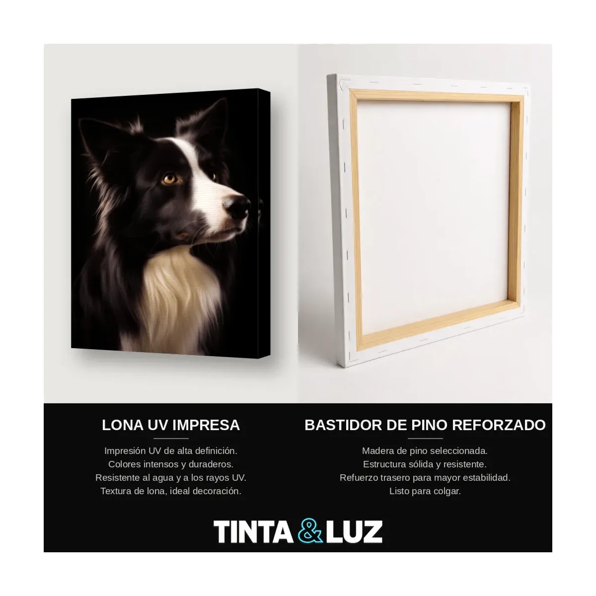 BORDER COLLIE